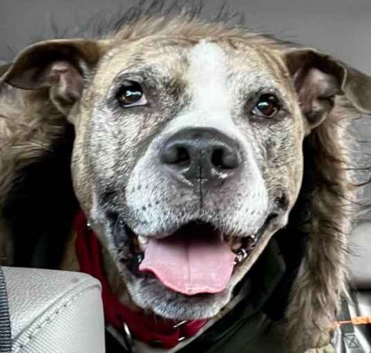 Photo of Pepper Jack