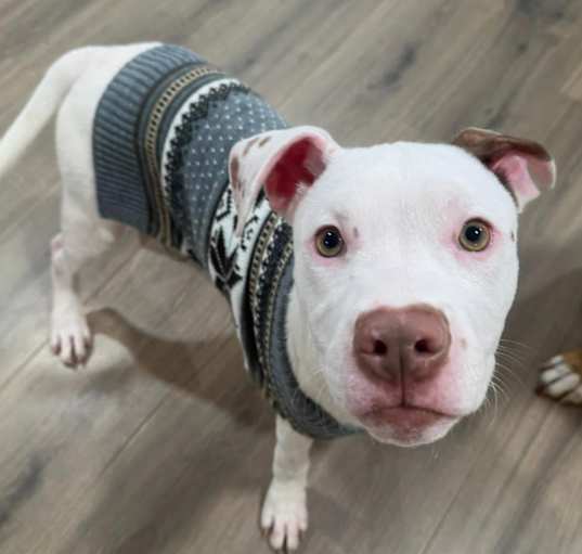 Photo of Krypto