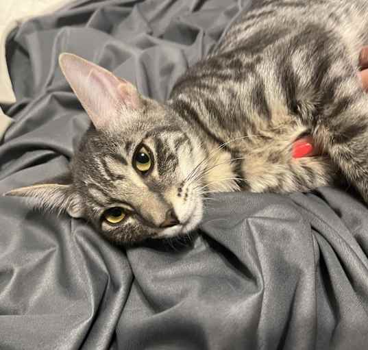 Photo of Tilly