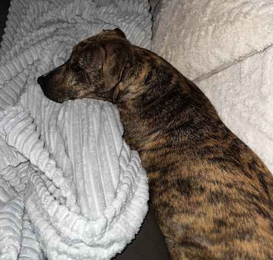 Photo of Honey
