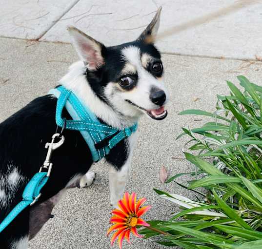 Photo of Melody
