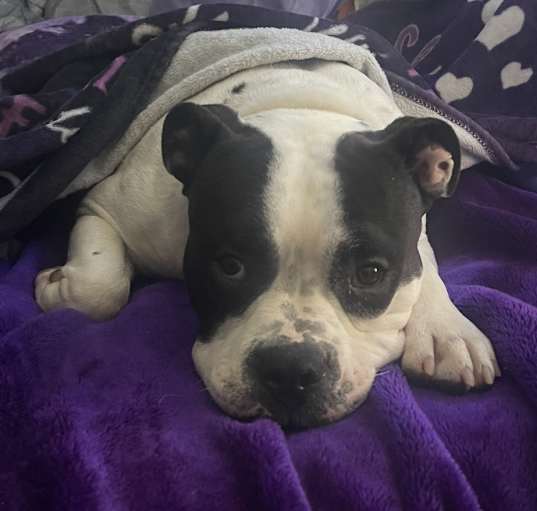 Photo of Hank