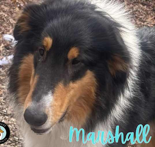 Photo of Marshall