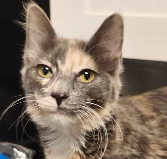 Photo of Silver