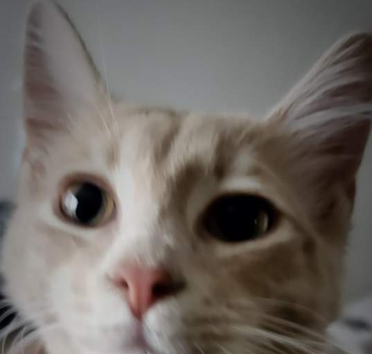 Photo of Blondy
