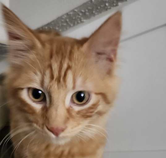 Photo of Peaches(Peach Fuzz)