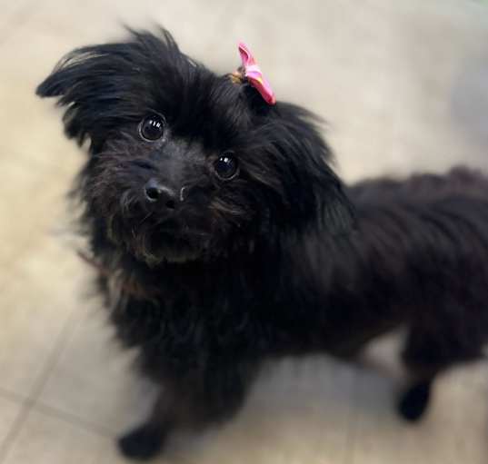 Photo of Callie