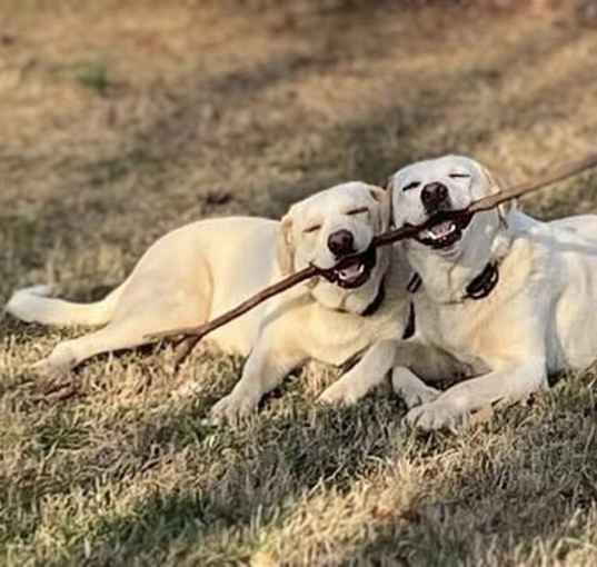 Photo of Jack & Jill - NEED HOME ASAP!!!