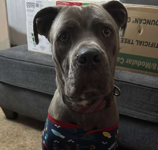 Photo of Freyja