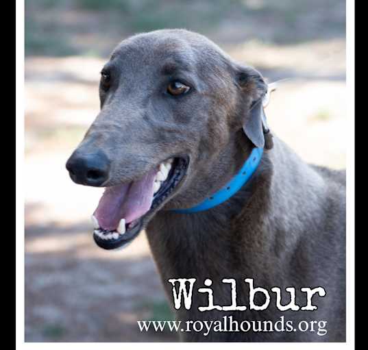 Photo of Wilbur