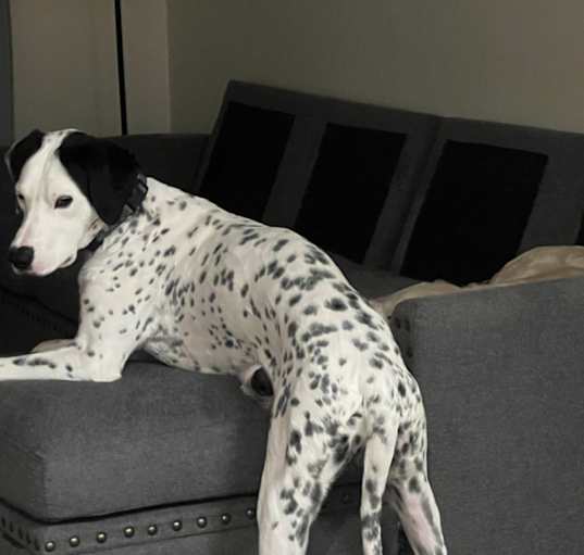 Photo of Apolo
