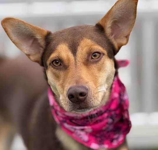 Photo of Lacey