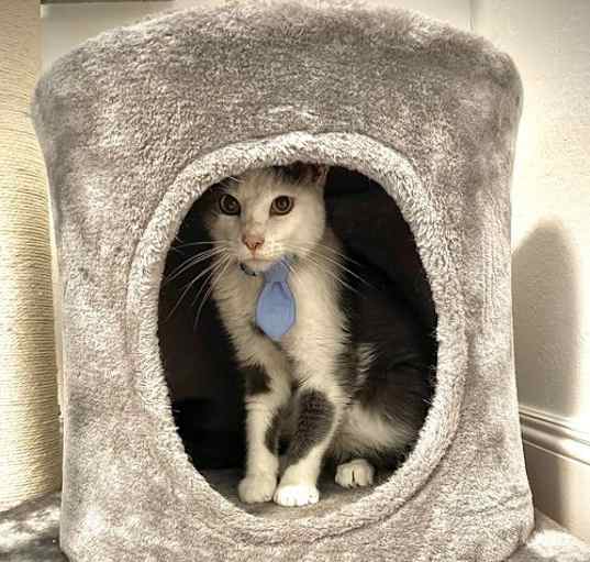 Photo of Petey (Napa Petco)