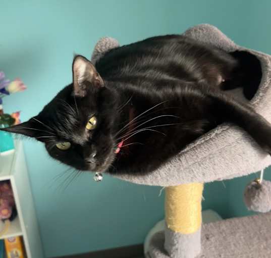 Photo of Stella (Elly)