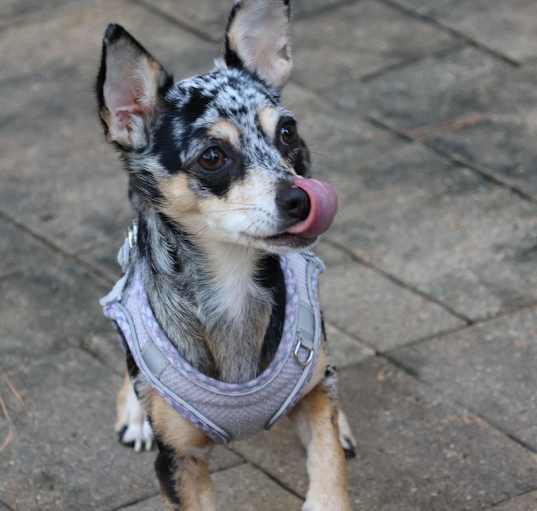 Photo of Savvy