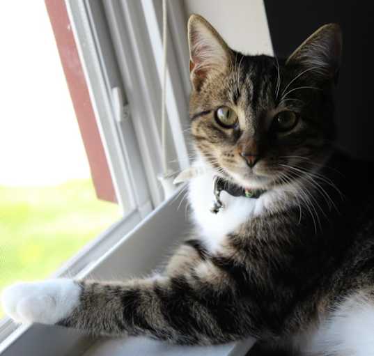 Photo of Sylvester