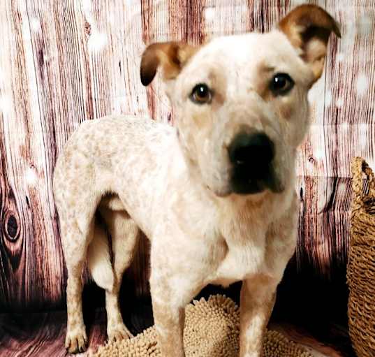 Photo of Roscoe