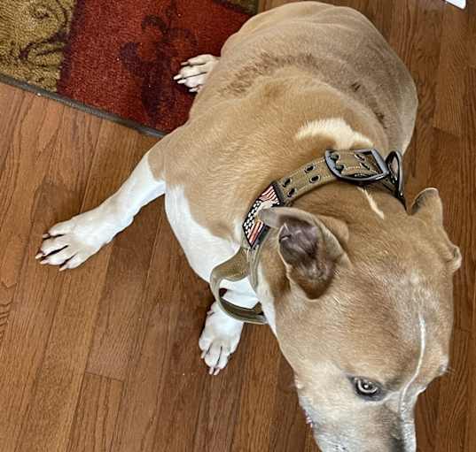 Photo of Lucky