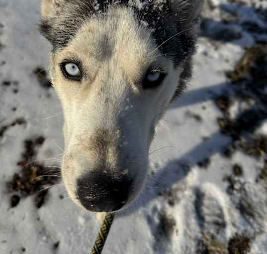 Photo of Lily