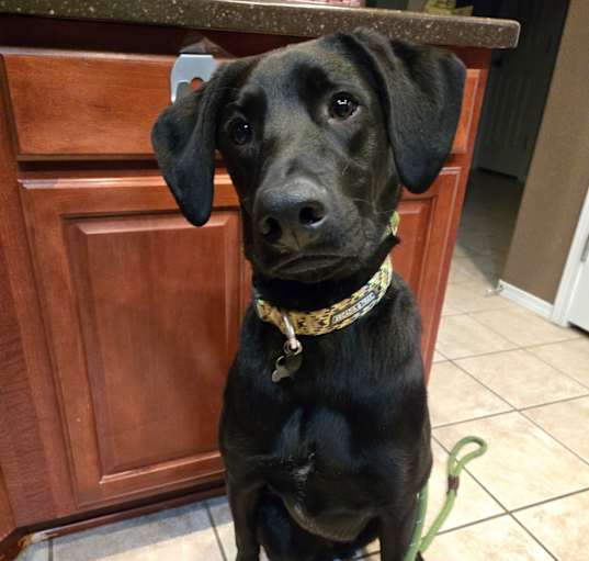 Photo of Loki