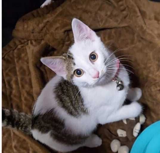 Photo of Scout