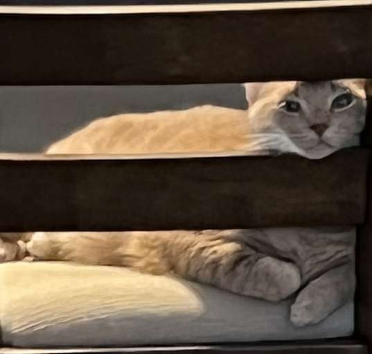 Photo of Dolce