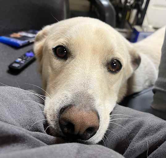 Photo of Ranger