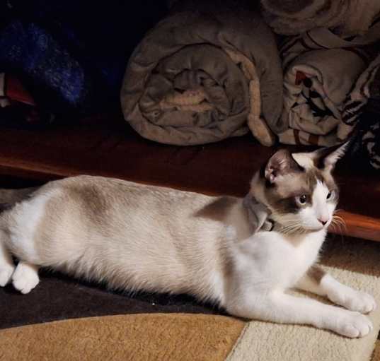 Photo of Cleocatra