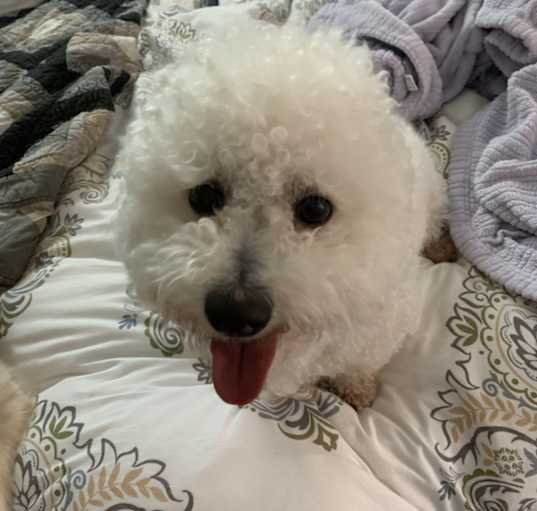 Photo of Bilbo