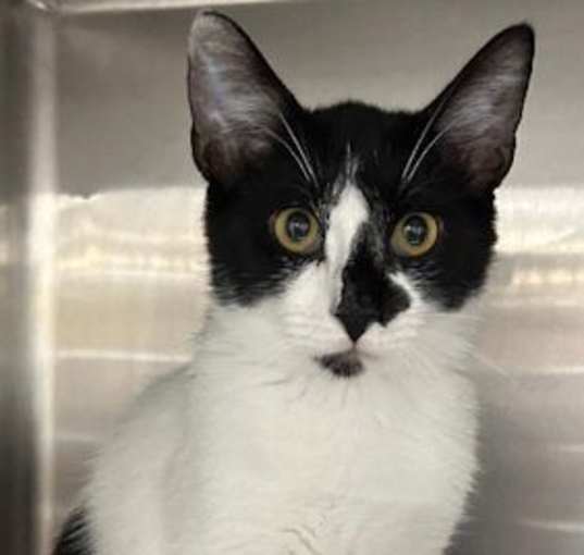 Photo of Jacko - Petsmart Plantation
