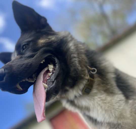 Photo of Chico