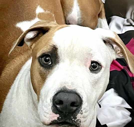 Photo of Ryder