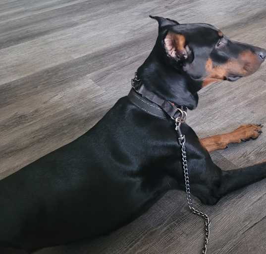 Photo of Maverick
