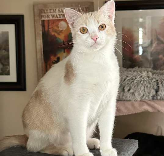 Photo of Empanada