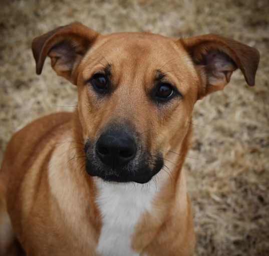 Photo of Piper