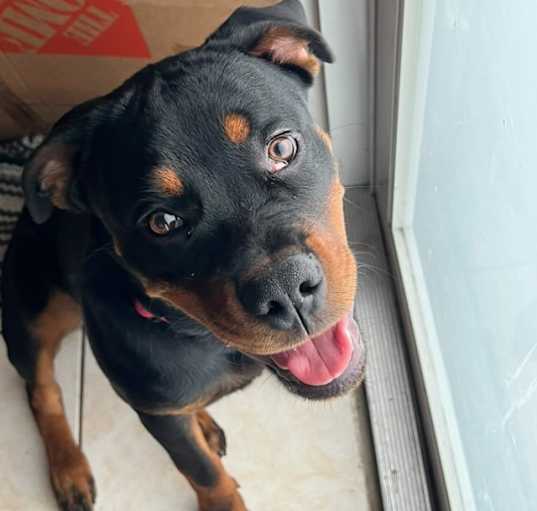 Photo of Draco