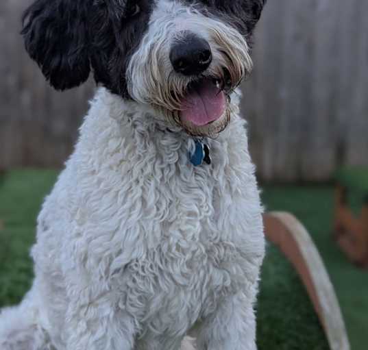 Photo of Doodle Buddy