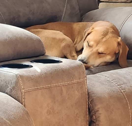 Photo of Milo