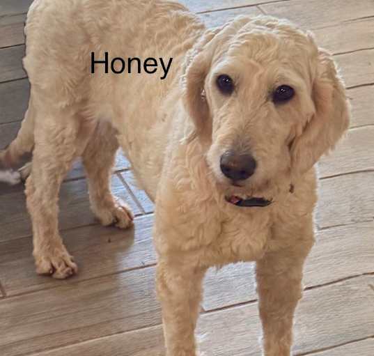 Photo of Honey