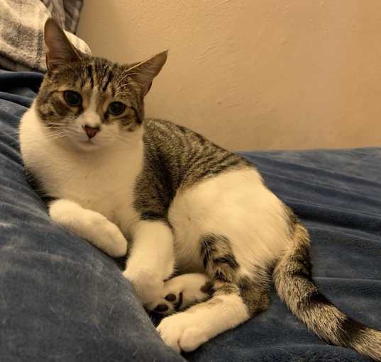 Photo of Smokey (bonded to Waffles)