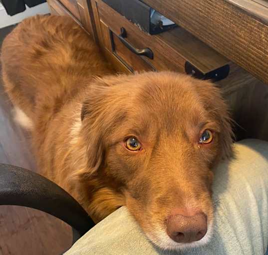 Photo of Cooper