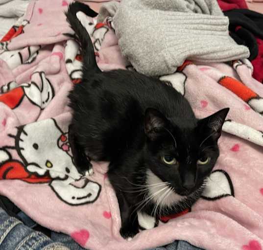 Photo of Oreo