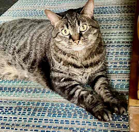 Photo of Nugget