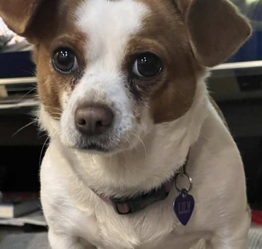 Photo of Lily