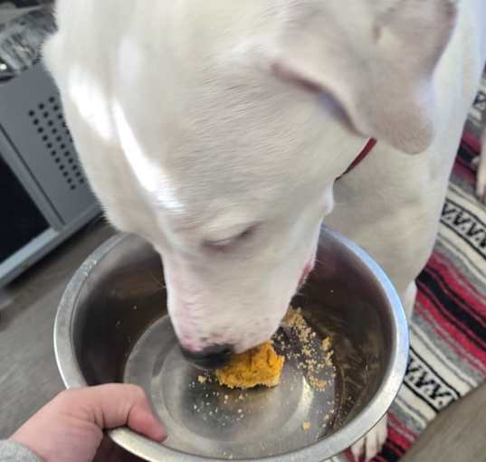 Photo of Odie