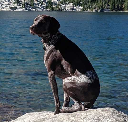Photo of Hank