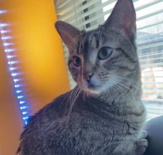 Photo of Mochi (Moo Moo)