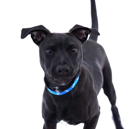 Photo of Draco