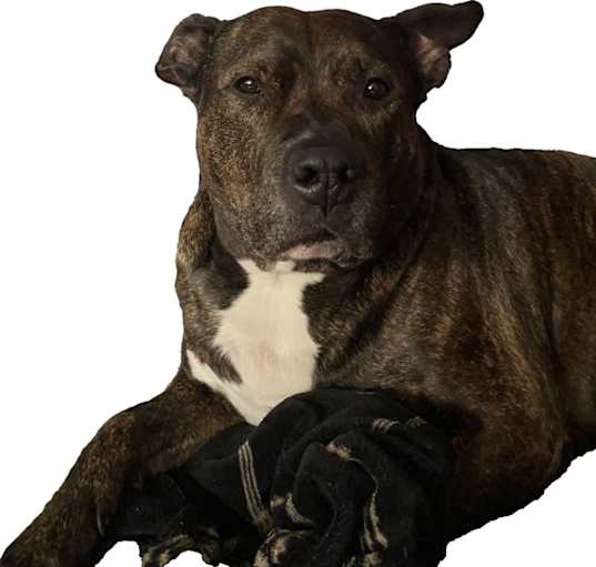 Photo of Bruiser