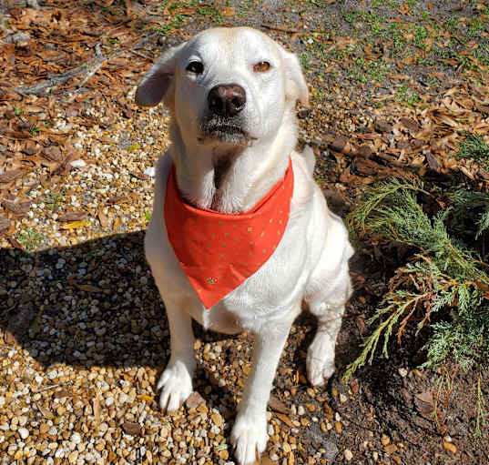 Photo of Bentley